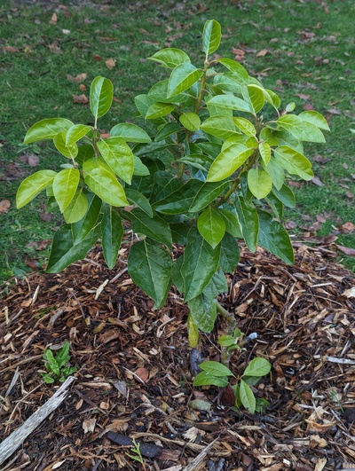 (December 15, 2023) Frost update -- So far no sign of any damage from winter low of 28°F.