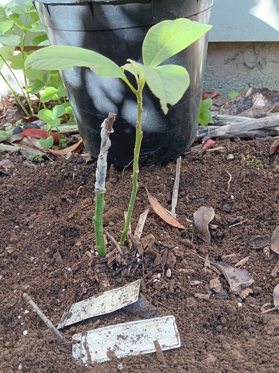 (December 20, 2023) frost damage report -- graft has failed, but rootstock is healthy.