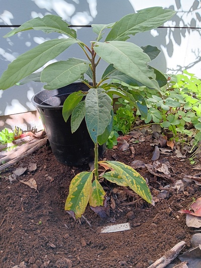 (December 20, 2023) frost damage report -- tree is healthy