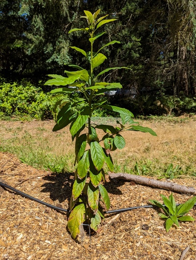 (December 22, 2023) July 18, 2023 photo update -- Tree is doing excellent. Getting supplemental water every other day.
