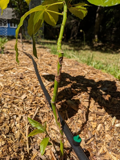 (December 22, 2023) July 18, 2023 photo update #1 -- The graft union doesn't look great. Rootstock tried to send up a little branch, which I pinched off. 