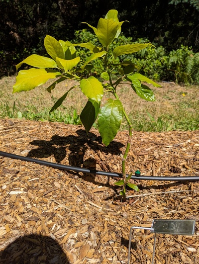 (December 22, 2023) July 18, 2023 photo update #2 -- View of the whole tree.