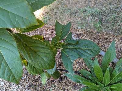 (December 22, 2023) Sept. 15, 2023 update -- Noticed something had taken some nibbles of avocado leaves. (I often have deer and rabbits chewing up other plants, could be one of those?) Apparently it wasn't very tasty