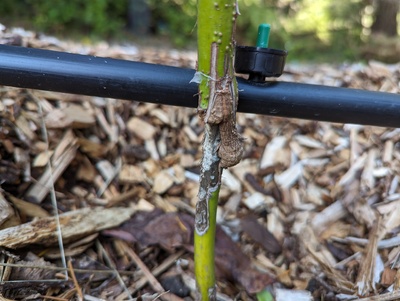 (December 22, 2023) Sept. 29, 2023 graft update -- The graft ain't looking so hot. Tree is growing well and seems healthy otherwise. Not growing nearly as quickly as it's neighbor, #134.