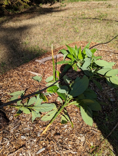 (December 22, 2023) Rodent disaster :'( Sept 29, 2023 -- Some stupid rodent (a rabbit maybe?) has decapitated my beautiful healthy #134. It left ONE sunburned leaf on the sad little stump.

I pruned it back and surrounded both trees with some chicken wire fencing. Will try rooting cuttings of the seedling. 