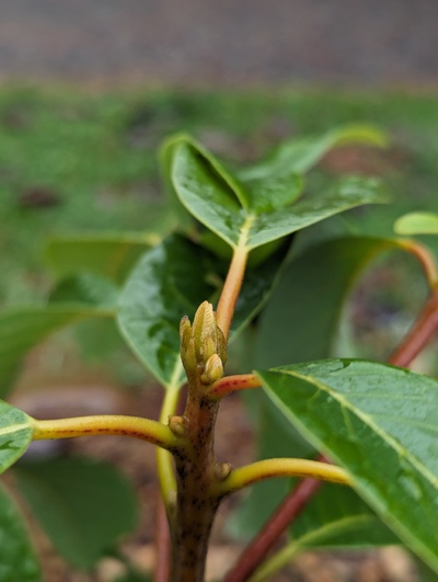 (December 25, 2023) Update -- Still no sign of frost damage, and the buds have continued to swell. 