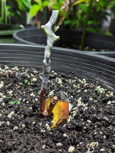 (December 27, 2023) Grafting update -- Grafted with "Nancy" today.