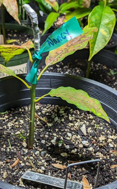 (December 27, 2023) Graft update -- Grafted with Nancy today.