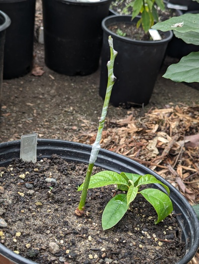 (December 27, 2023) Graft update -- Grafted with the Granddaughter back in late October and forgot to update then. Here's what it looks like now.