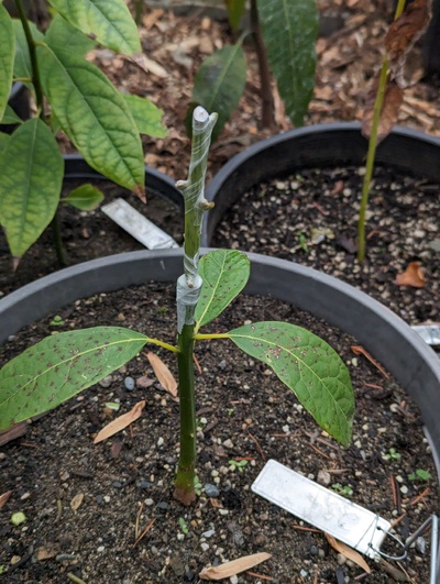 (December 27, 2023) Grafted -- Grafted with Derek today.