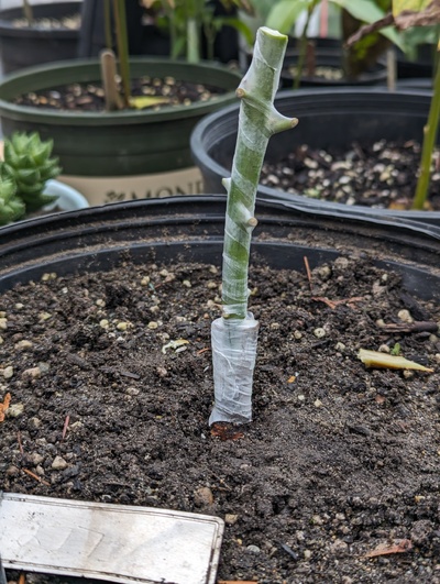 (December 27, 2023) Grafted -- Grafted with Nancy today. 