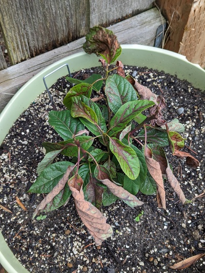 (December 27, 2023) Frost update -- Despite being in one of the most protected areas of the yard, it still shows pretty significant damage from 28°F on a few nights so far this fall/winter 
