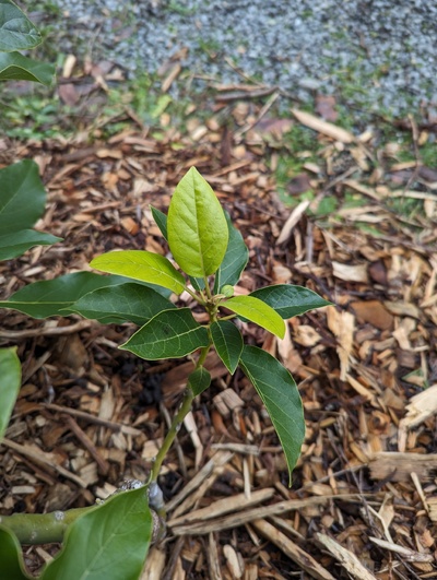 (December 27, 2023) Frost update -- No sign of damage from winter low of 28°F, though it is planted with a large bay tree protecting it on the north side.