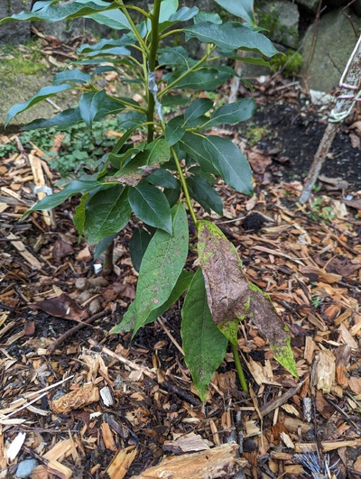 (December 30, 2023) Update -- The leaves on this tree show a bit more frost damage than the Northrop graft, but the buds still seem ok and the less exposed leaves are mostly fine too.