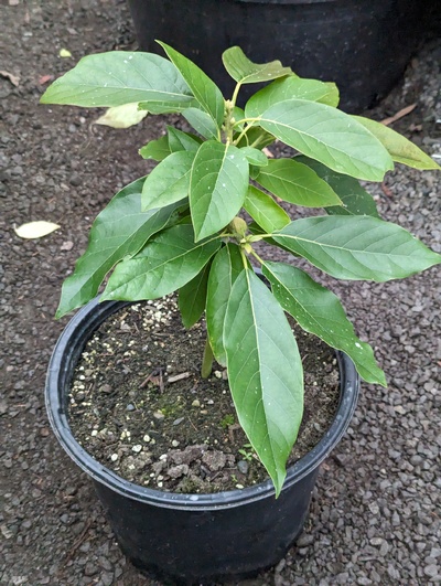 (December 30, 2023) Update -- Has been in the greenhouse all fall to protect the first-year graft 