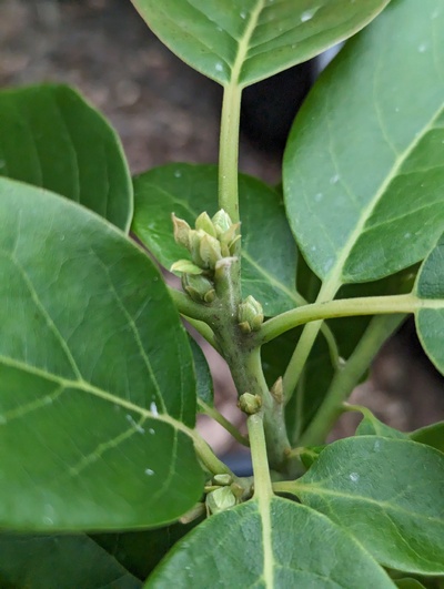 (December 30, 2023) Greenhouse flush stage -- This is already starting bud swell for spring. It's been in the greenhouse since October.