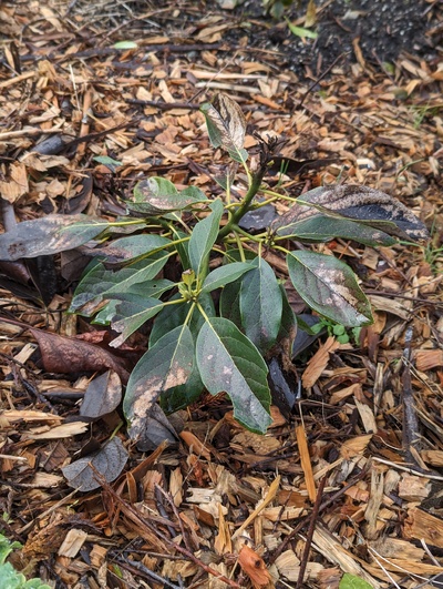 (January 7, 2024) Damage update -- Has lost a number of leaves and some stem tips.