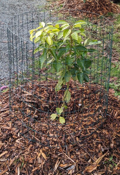 (January 7, 2024) Update -- Built a wire frame fence around it to make it easier to protect in the event of a bad freeze.