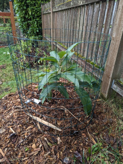 (January 7, 2024) Update -- Built a cage around this tree to make it easier to protect if we get a bad freeze.