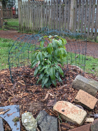 (January 7, 2024) Update -- Built a wire cage to make it easier to protect if we get a bad freeze.