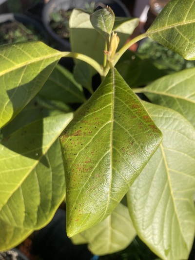 (January 13, 2024) Before big freeze -- Some spotting on the leaves and the top ones have gotten thin and curly 