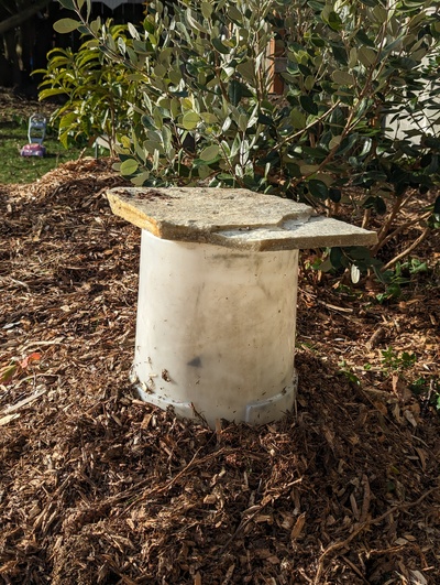 (January 15, 2024) Frost protection -- Was covered with an unheated bucket for the current freeze event.