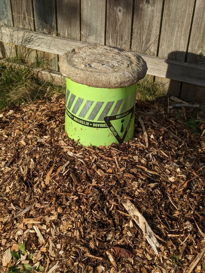 (January 15, 2024) Frost protection -- Covered with an unheated bucket for the current freeze.