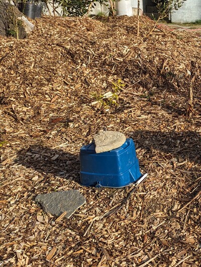 (January 15, 2024) Frost protection -- Covered with an unheated bucket for the current freeze.