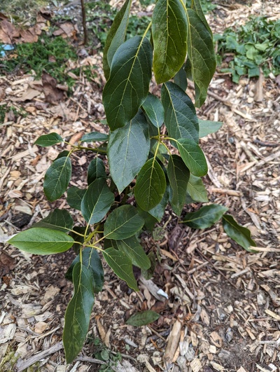 (January 17, 2024) Freeze update -- This variety fared much better than either of its rootstocks, and might need to be regrafted.