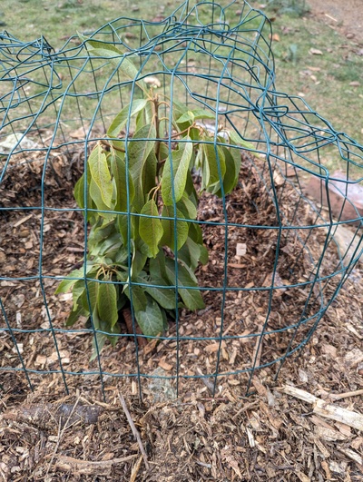 (January 17, 2024) Freeze update -- Looks pretty crispy, but will inspect more closely in a week or so to see what, if anything, seems to still be alive. Was covered with an unheated fleece cover.