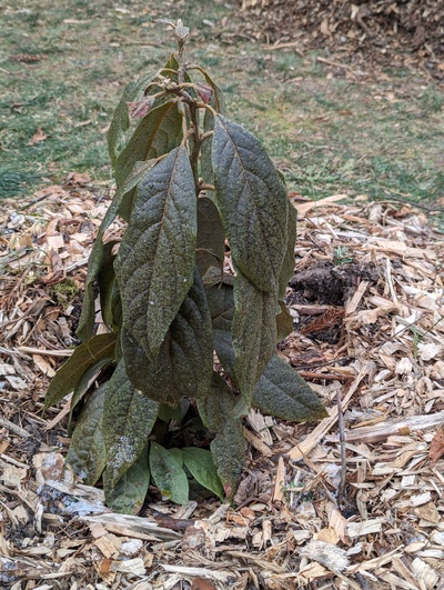 (January 17, 2024) Freeze update -- A few leaves and bit of stem might still be alive near ground level, but hard to be sure. Mostly dead, though.
