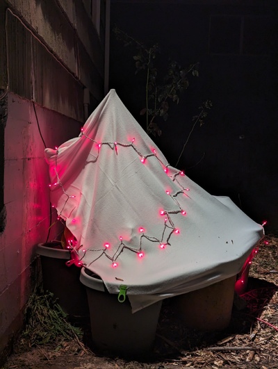 (January 17, 2024) Freeze update -- I forgot to post this photo a few nights ago. This tree was surrounded by potted trees and loosely covered in fleece for the recent freeze, as shown here. The strand of string lights was partially under and partially over the fleece.