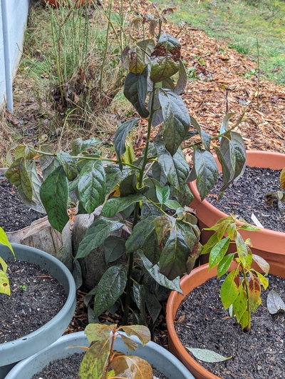 (January 17, 2024) Freeze update -- The main trunk looks mostly undamaged but all the branch tips are crispy.