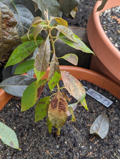 (January 19, 2024) Freeze update -- Impressive to be this alive after being covered loosely with fleece during the recent freeze. Although it was near my house, the pot next to it and closer to the house (#241) shows significantly more damage.