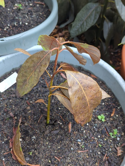 (January 19, 2024) Freeze update -- All leaves killed, but the stem may make it.