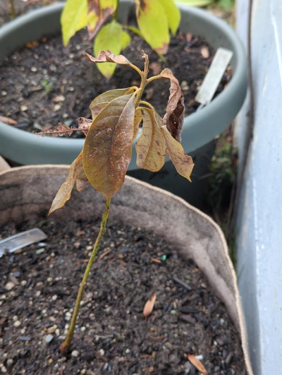 (January 19, 2024) Freeze update -- Badly damaged and possibly killed by the recent freeze, even though it was against the foundation wall of a heated house and under loosely fitted fleece.