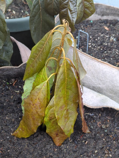 (January 19, 2024) Freeze update -- Leaves look killed, stem shows some damage but might have OK buds further down. Was under loose fleece near the house for the freeze.