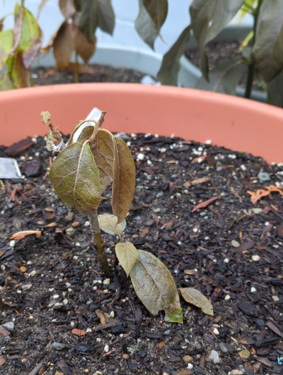 (January 19, 2024) Freeze update -- Graft looks dead, stem killed to around soil level. Was under loose fleece near the house by #51.