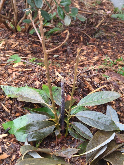 (January 19, 2024) Freeze update -- Some lower leaves might have made it, along with the lower stems, but could still be aborted by the tree later. Looks alive, at least. 