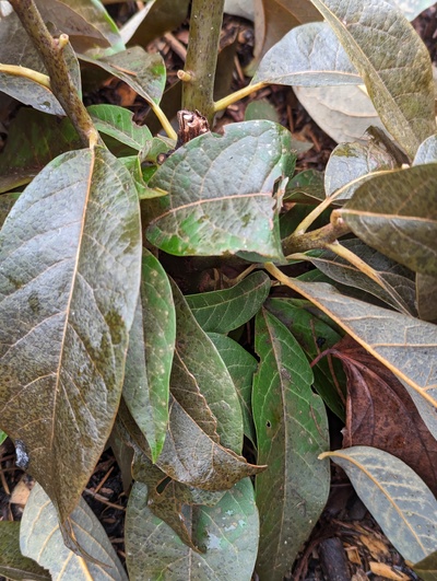 (January 19, 2024) Freeze update -- Has started dropping leaves, but the stems actually don't look so bad and there are still some green leaves hiding down near the core.