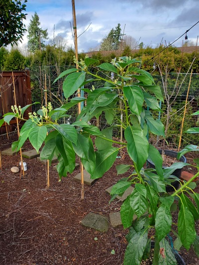 (January 23, 2024) Photo update  -- Tree has been residing in heated greenhouse since late November. 45 degrees maintained during recent freeze. Pushing new growth and flowers. Plan to plant in ground this spring. 