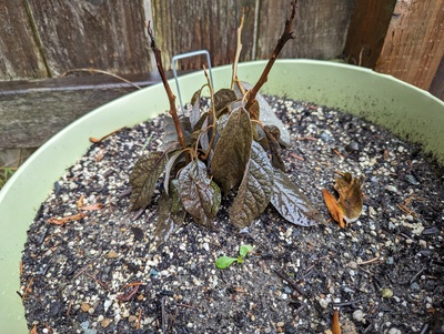 (January 26, 2024) Probably dead -- Was unprotected for the freeze and I'd be shocked if this sprouts again from the roots.