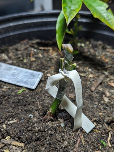 (January 28, 2024) Graft update -- Added a graft of Fantastic from Fruitwood.