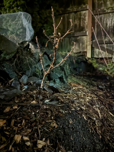 (January 28, 2024) Likely dead -- The only graft of this variety appears to have been completely killed above the graft by the freeze earlier this month. Will wait a few more weeks before officially marking this variety as deceased.