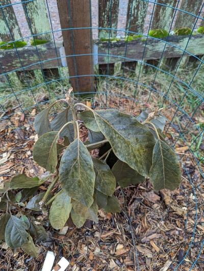 (January 28, 2024) Freeze update -- Stems look discolored above ground, more so than either of the grafts on this tree.  Wouldn't be surprised if the grafts could have made it on a hardier rootstock, but I think they have been girded by a dead zone below the grafts.