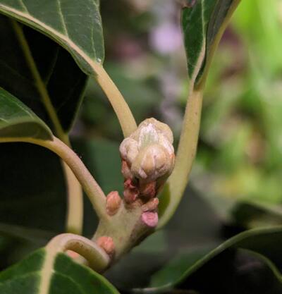 (January 28, 2024) Flowering update -- Flower buds are at a similar stage on both greenhouse Duke grafts, less advanced than 2 years ago and similar timing to last year.