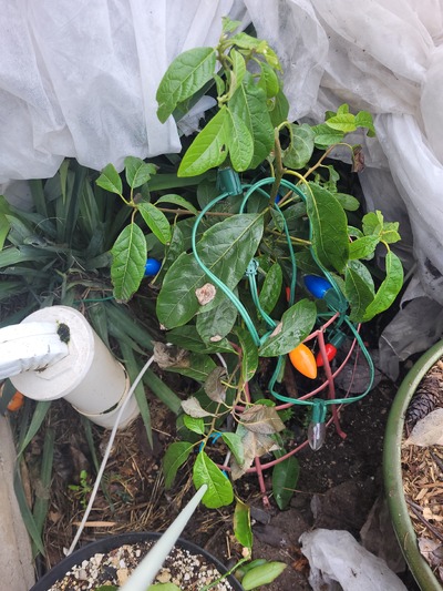 (January 28, 2024) Post Deep Freeze Update  -- Protected with Xmas lights and remay cloth. Low of 14.9F.  