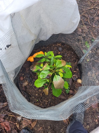 (January 28, 2024) Post Deep Freeze Update  -- Protected with remay cloth and trouble light.  Low of 14.9F. Some damaged leaves.  