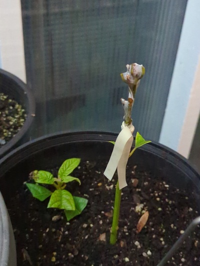 (January 29, 2024) Grafted -- It was grafted with Anise a couple days ago.