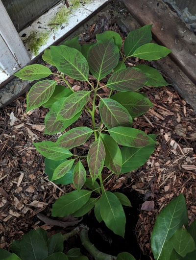 (January 29, 2024) Leaf damage? -- This greenhouse graft had many of the leaves become discolored during the recent freeze, I guess it was a cold pocket in the corner of the greenhouse like this? Either that or it's become infected with something, I guess, but it was a pretty sudden change.